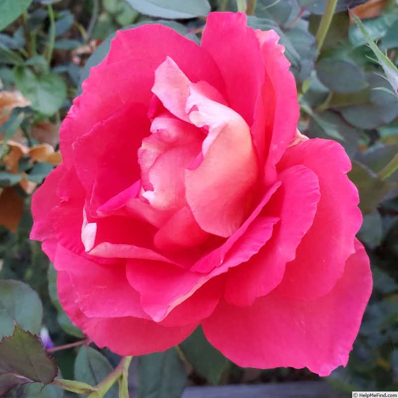 'Contrast' rose, click to enlarge 'Contrast' rose photo