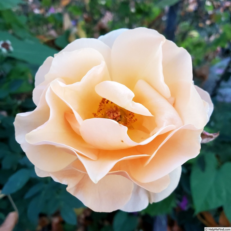 'Rise Up Amberness™' rose, click to enlarge 'Rise Up Amberness™' rose photo