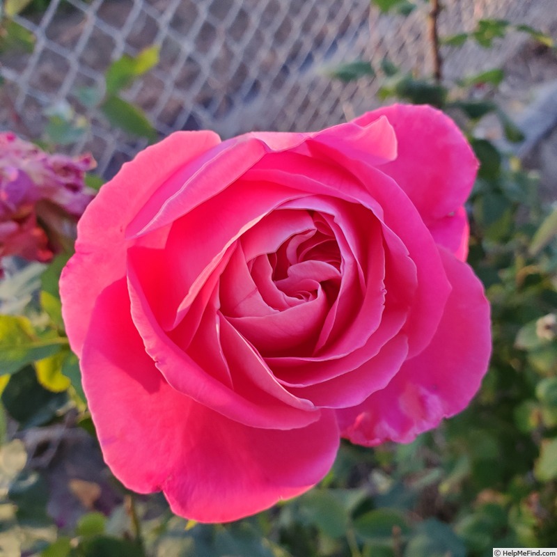 'Pink Peace' rose, click to enlarge 'Pink Peace' rose photo