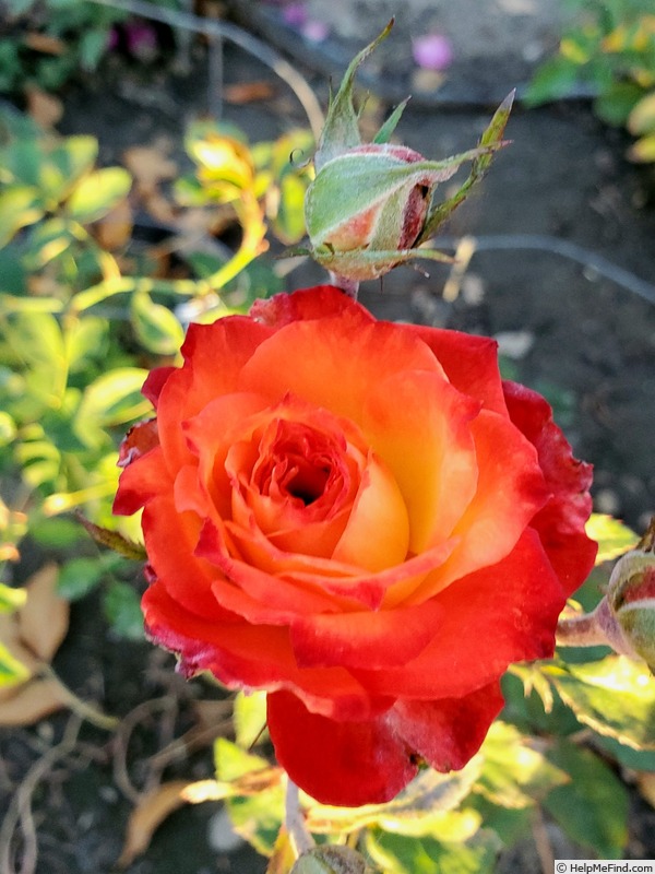 'Charisma (floribunda, Jelly 1968)' rose, click to enlarge 'Charisma (floribunda, Jelly 1968)' rose photo