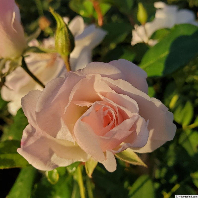 'White Simplicity ®' rose, click to enlarge 'White Simplicity ®' rose photo