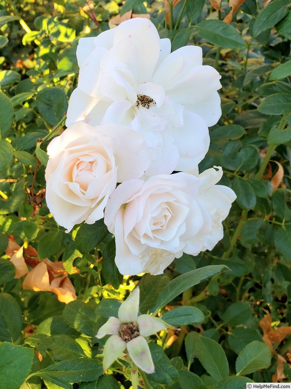 'White Simplicity ®' rose, click to enlarge 'White Simplicity ®' rose photo