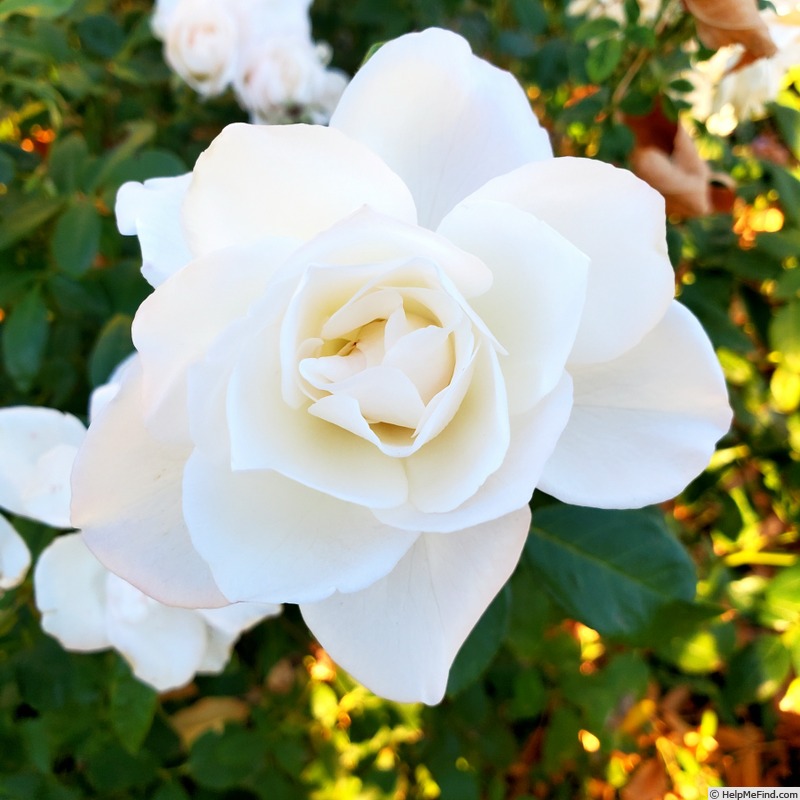 'White Simplicity ®' rose, click to enlarge 'White Simplicity ®' rose photo