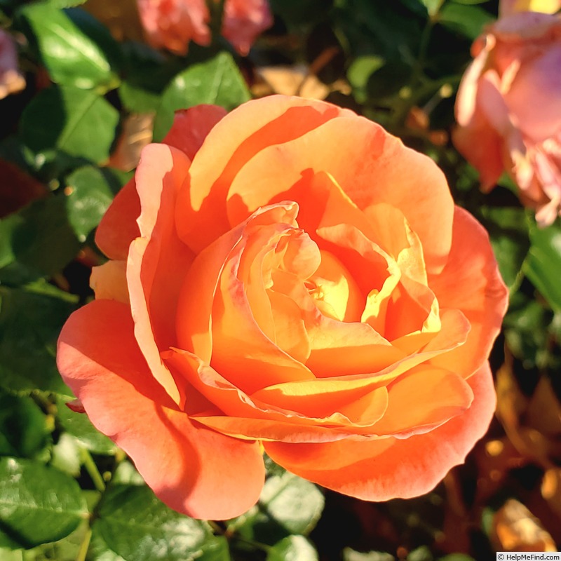 'Burst of Joy ™' rose, click to enlarge 'Burst of Joy ™' rose photo