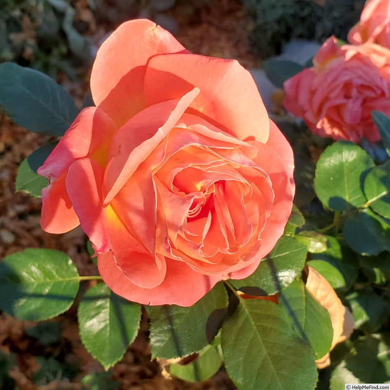 'Burst of Joy ™' rose, click to enlarge 'Burst of Joy ™' rose photo