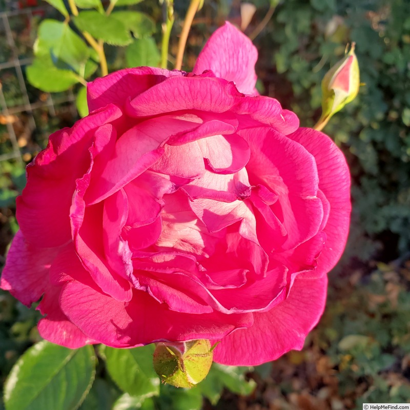 'Mauvelous' rose photo