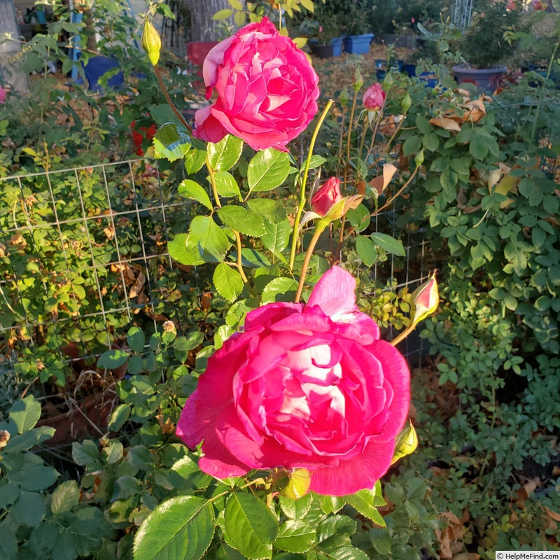 'Mauvelous' rose, click to enlarge 'Mauvelous' rose photo