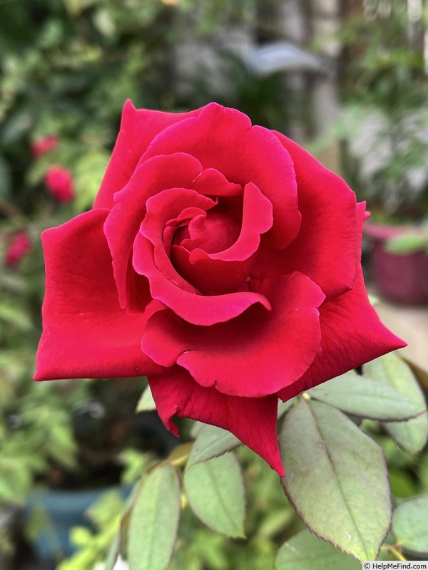 'Crimson Glory (hybrid tea, Kordes 1935)' rose, click to enlarge 'Crimson Glory (hybrid tea, Kordes 1935)' rose photo
