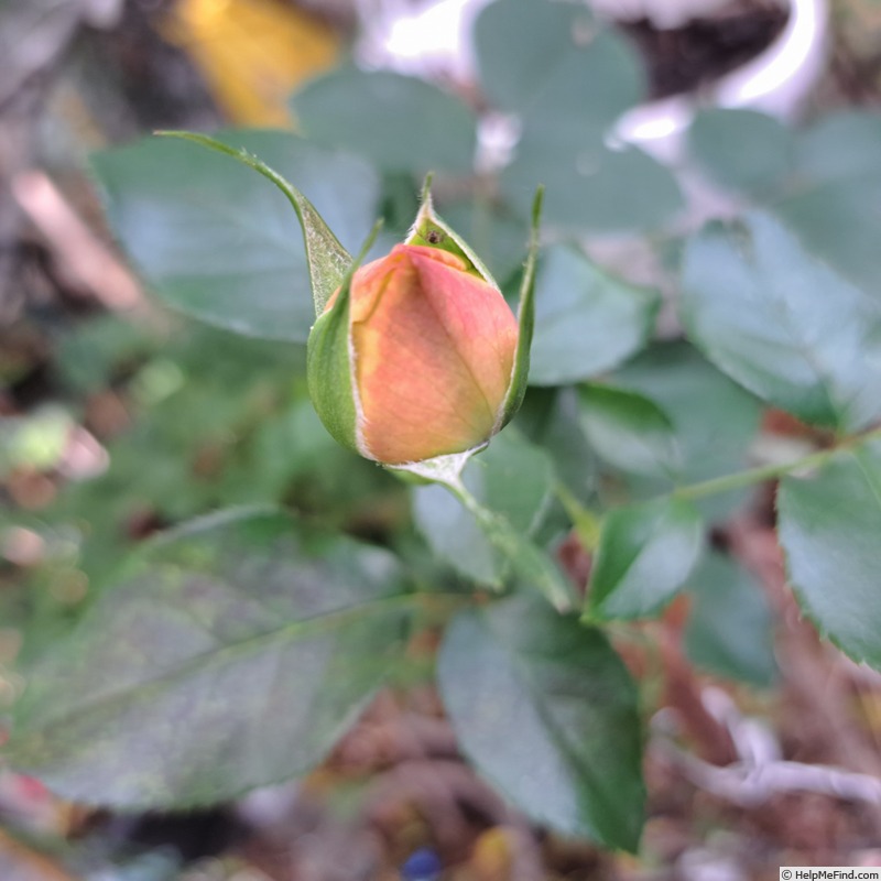 'Oh Happy Day ®' rose, click to enlarge 'Oh Happy Day ®' rose photo