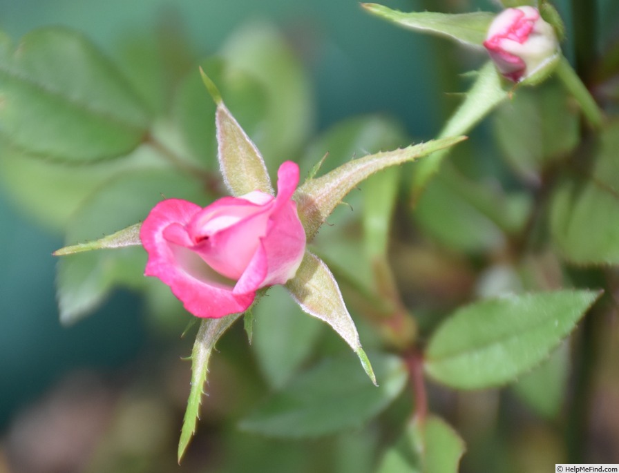 'Little Joker' rose photo