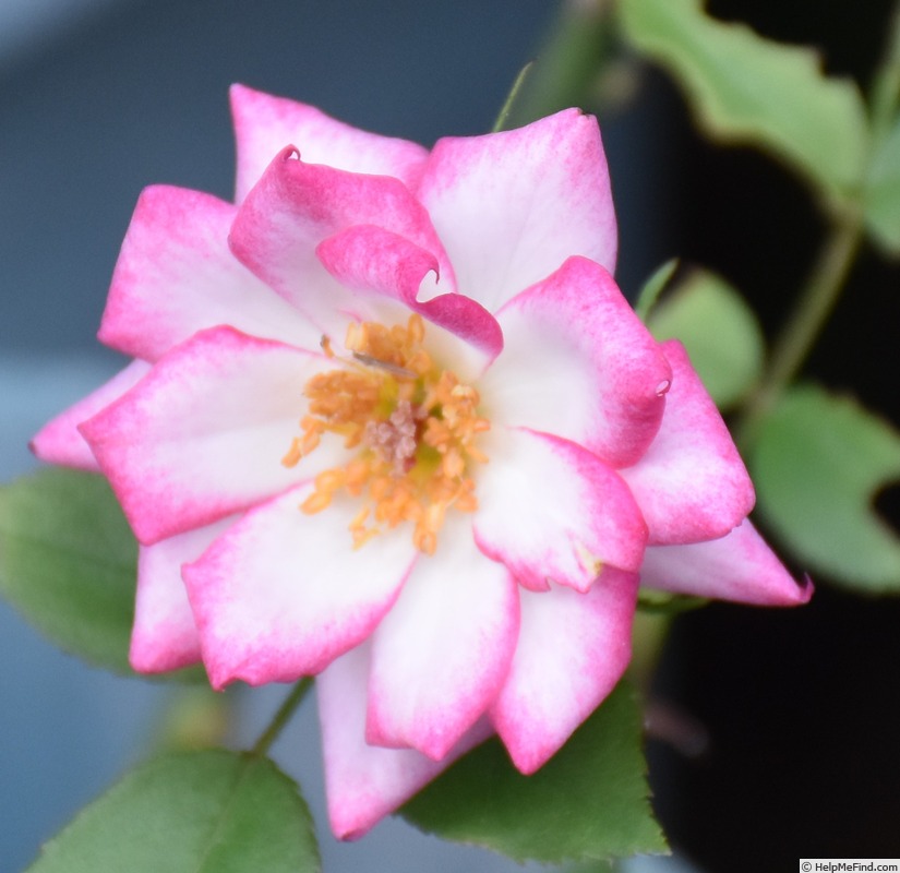 'Little Joker' rose photo