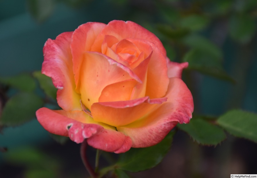'Carnival Glass' rose, click to enlarge 'Carnival Glass' rose photo