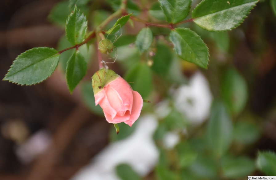 'Baby Ophelia' rose, click to enlarge 'Baby Ophelia' rose photo