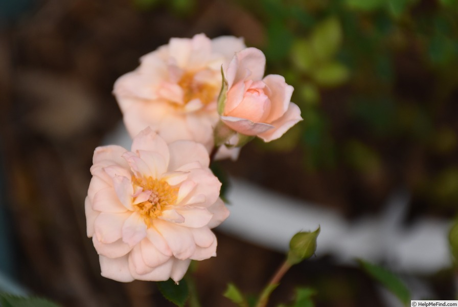 'Baby Ophelia' rose, click to enlarge 'Baby Ophelia' rose photo