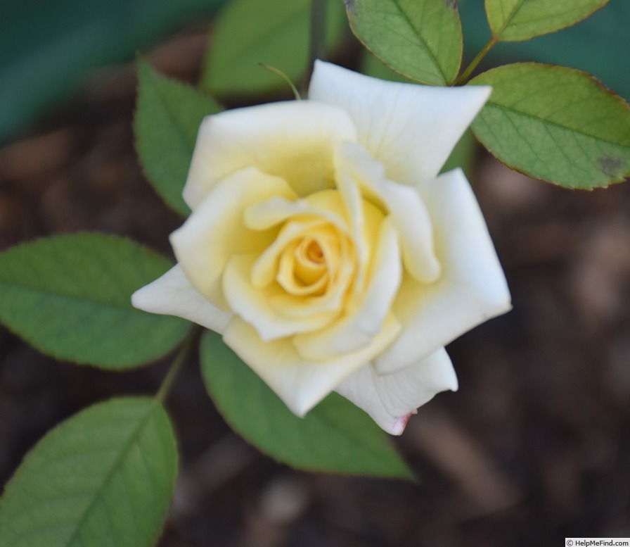 'Starglo' rose, click to enlarge 'Starglo' rose photo