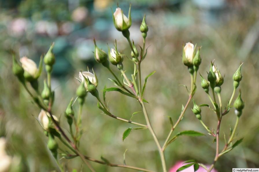 'Party Girl ®' rose photo