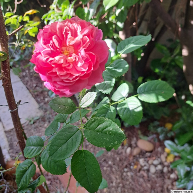 'Emma Bridgewater ™' rose, click to enlarge 'Emma Bridgewater ™' rose photo