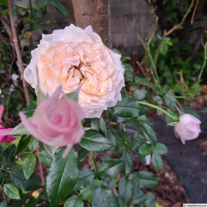 'Catherine Meurisse ®' rose photo