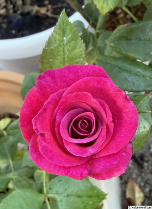 'Dejá Blu ™' rose, click to enlarge 'Dejá Blu ™' rose photo