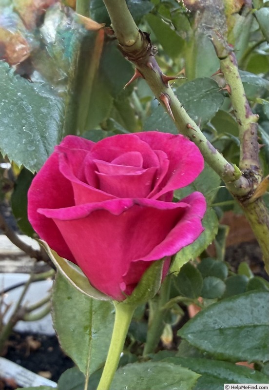 'Dejá Blu ™' rose, click to enlarge 'Dejá Blu ™' rose photo