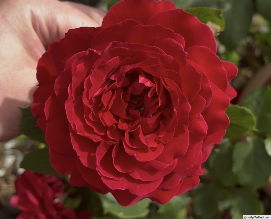 'MEIkeneza' rose, click to enlarge 'MEIkeneza' rose photo