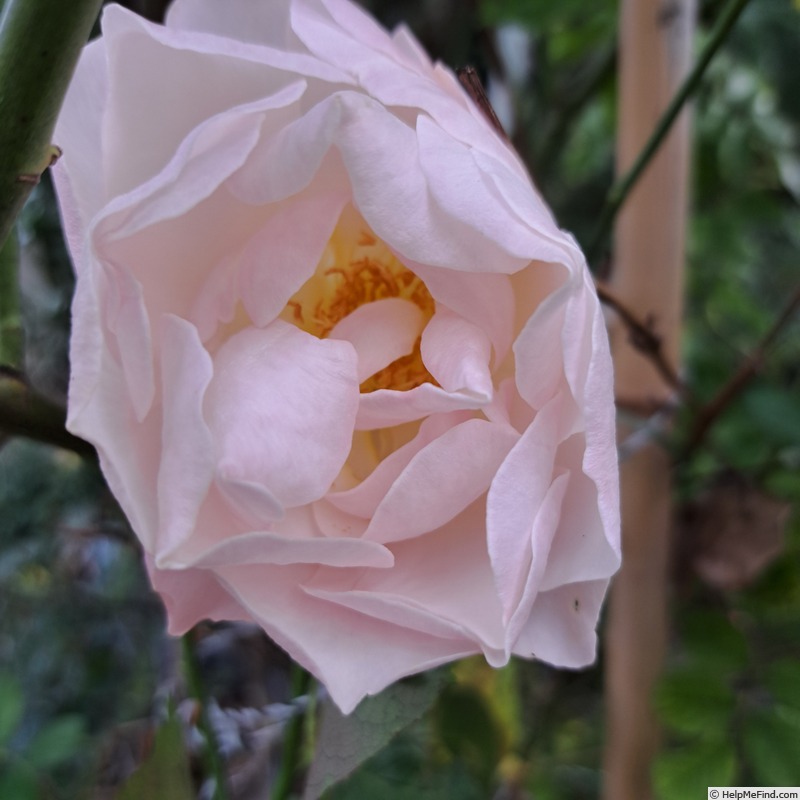 'Pear™' rose, click to enlarge 'Pear™' rose photo