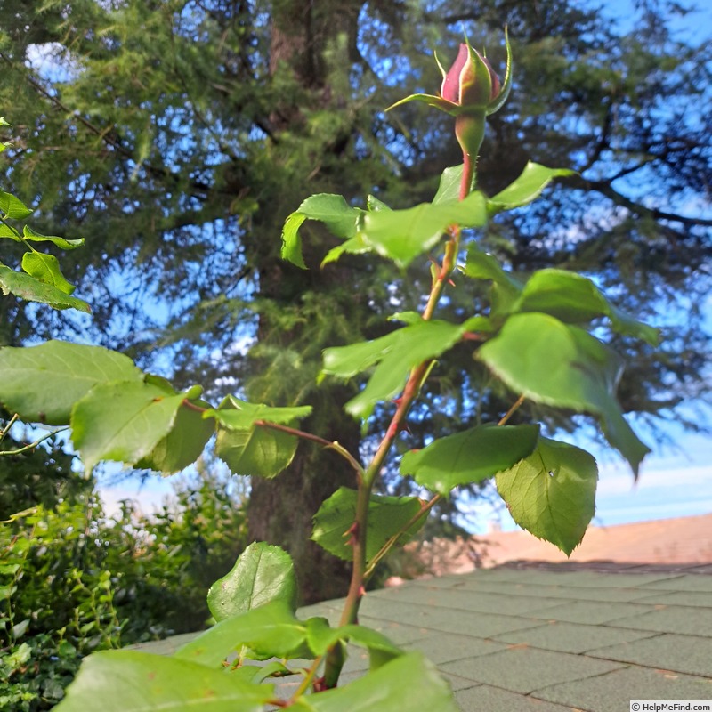 'Ruban Rouge ® (shrub, Meilland 2012)' rose, click to enlarge 'Ruban Rouge ® (shrub, Meilland 2012)' rose photo