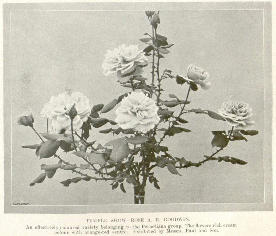 'A. R. Goodwin' rose, click to enlarge 'A. R. Goodwin' rose photo
