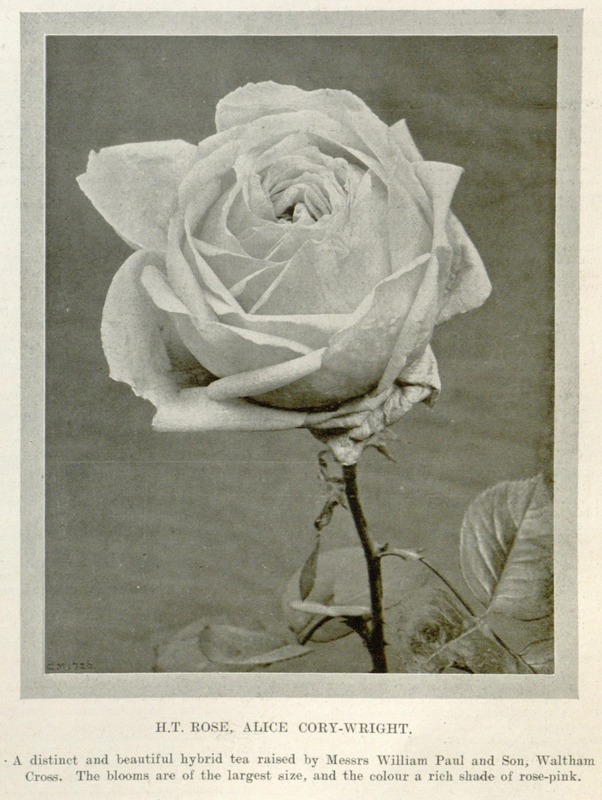 'Alice Cory-Wright' rose, click to enlarge 'Alice Cory-Wright' rose photo