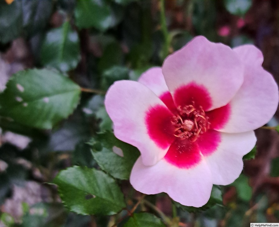 'See You in Red ®' rose, click to enlarge 'See You in Red ®' rose photo