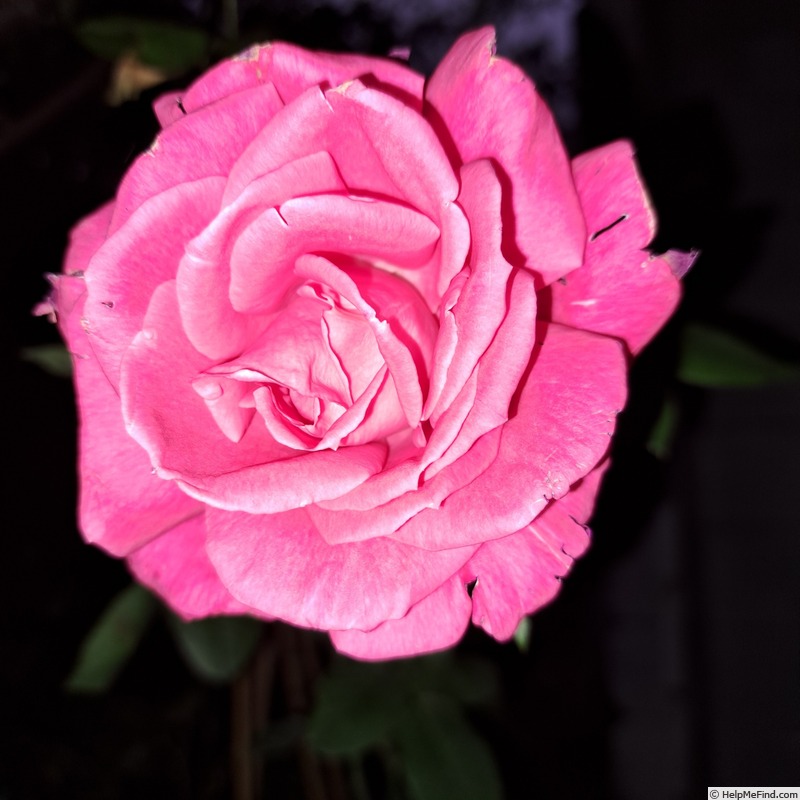 'Lolita Lempicka ®' rose, click to enlarge 'Lolita Lempicka ®' rose photo