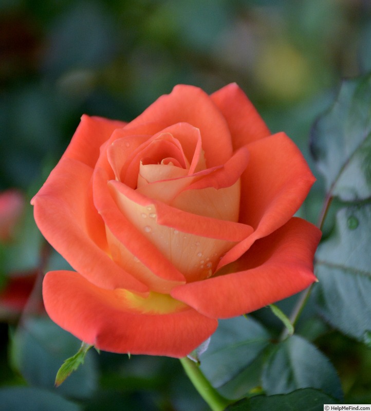 'Burst of Joy ™' rose, click to enlarge 'Burst of Joy ™' rose photo