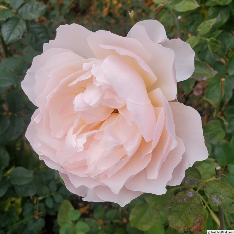 'Moonlight in Paris ™' rose photo