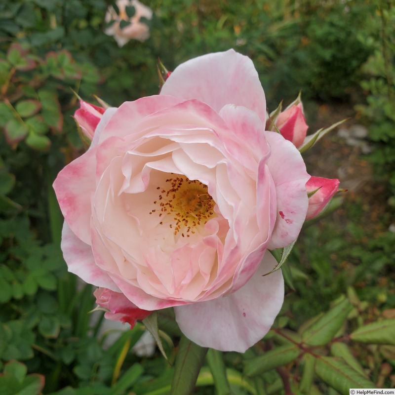 'English Miss' rose, click to enlarge 'English Miss' rose photo