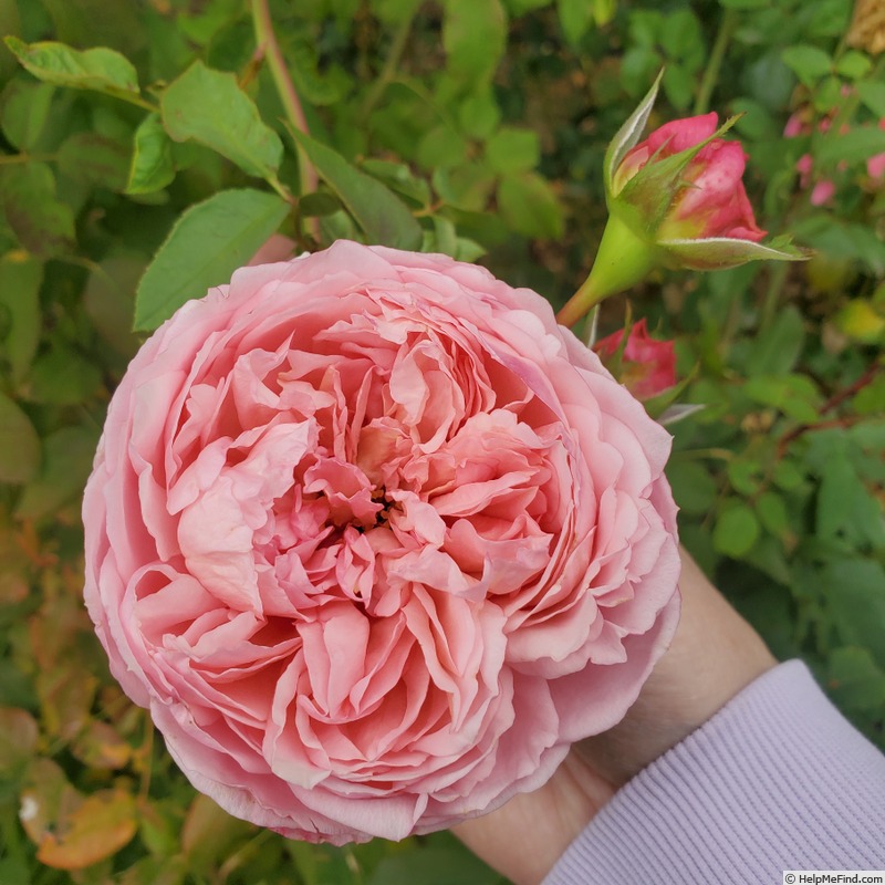 'Prairieville Prince' rose, click to enlarge 'Prairieville Prince' rose photo