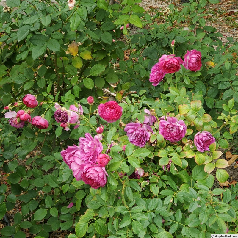 'Sultry Night ™' rose, click to enlarge 'Sultry Night ™' rose photo