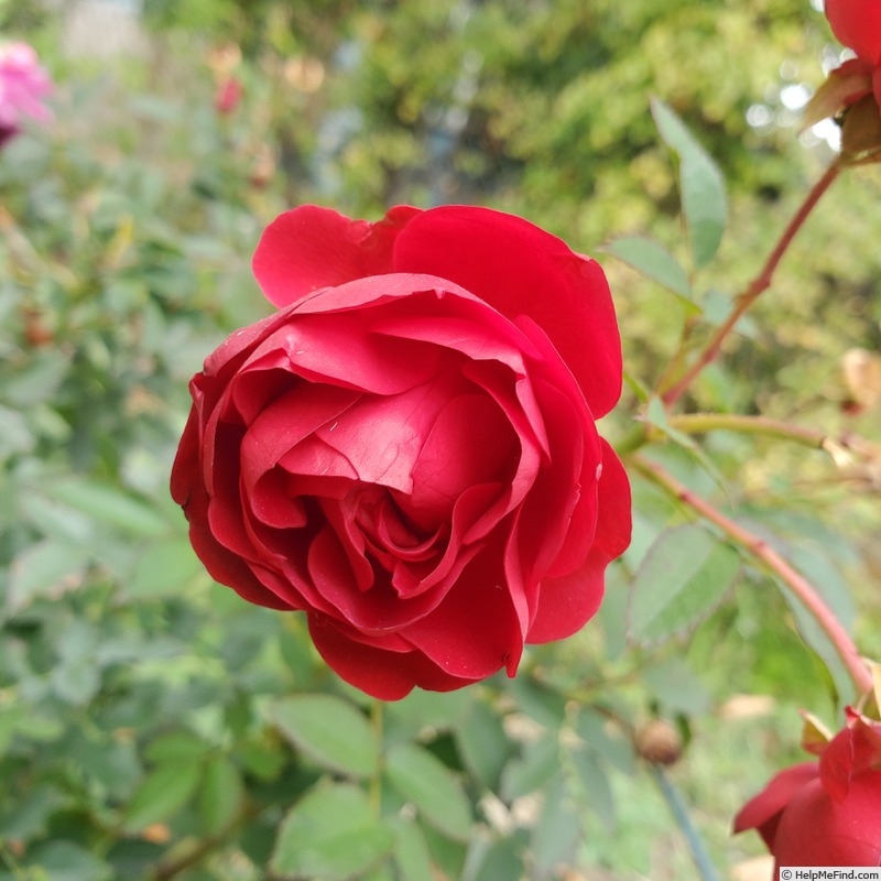 'True Love (mini-flora, Lim, 2013)' rose, click to enlarge 'True Love (mini-flora, Lim, 2013)' rose photo