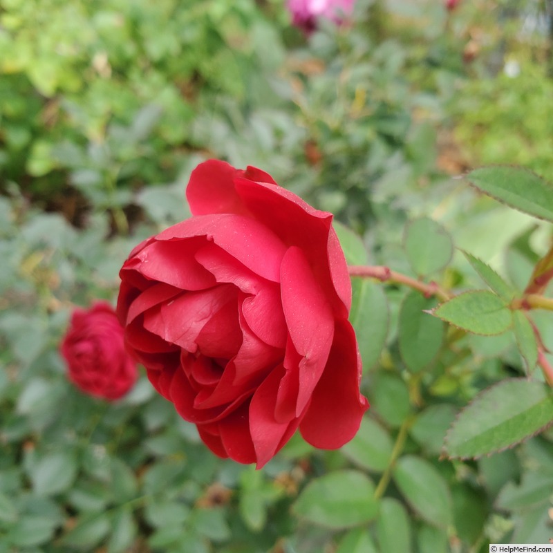 'True Love (mini-flora, Lim, 2013)' rose, click to enlarge 'True Love (mini-flora, Lim, 2013)' rose photo