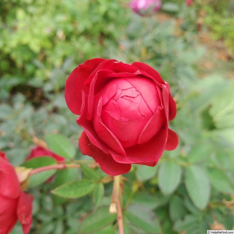 'True Love (mini-flora, Lim, 2013)' rose, click to enlarge 'True Love (mini-flora, Lim, 2013)' rose photo