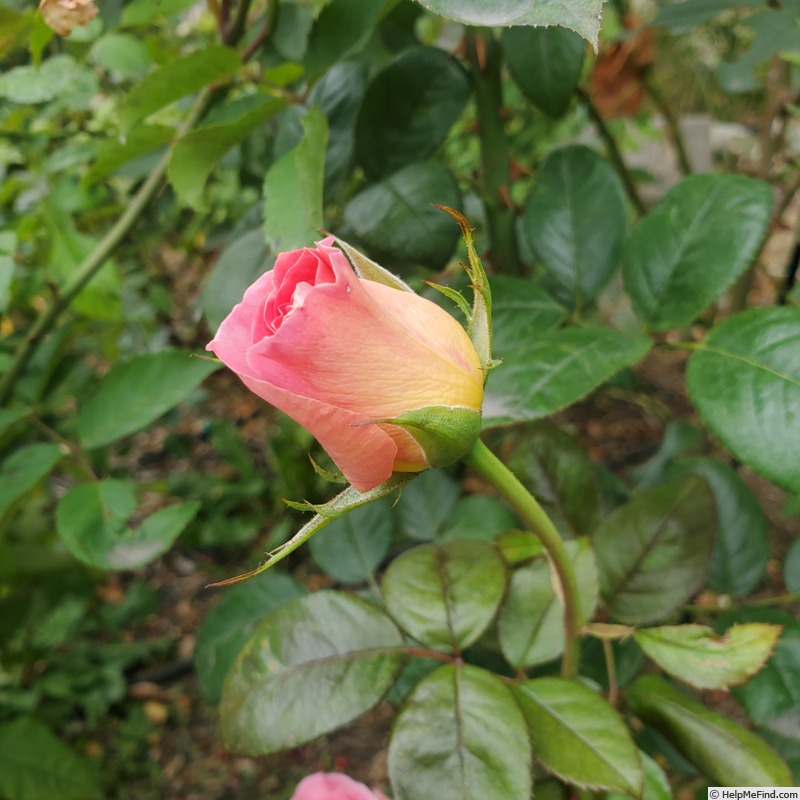 'Julie Andrews (hybrid tea, Delbard 2004/11)' rose, click to enlarge 'Julie Andrews (hybrid tea, Delbard 2004/11)' rose photo