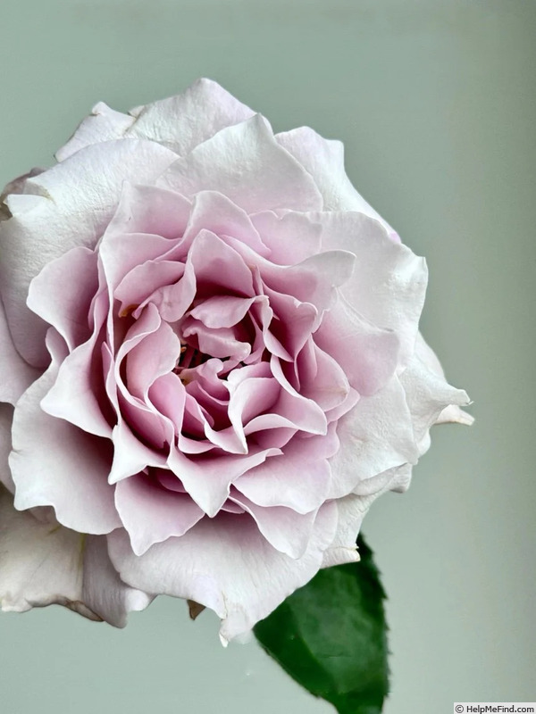 'C'est Mignon!' rose photo