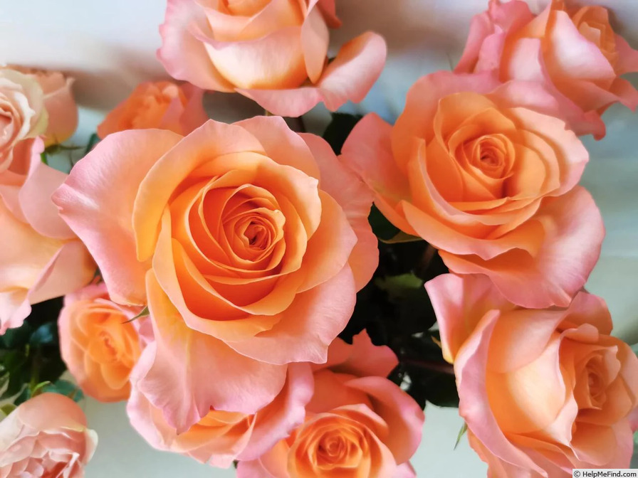 'Coral Reef (NIRP International)' rose, click to enlarge 'Coral Reef (NIRP International)' rose photo