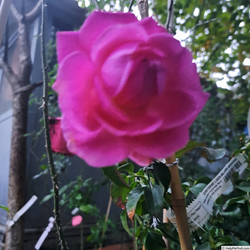 'Comtesse Liger-Belair ®' rose photo