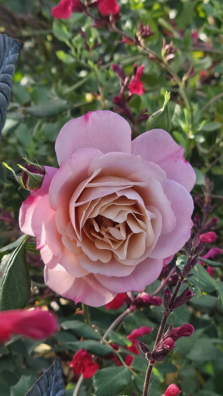 'Pam's Choice' rose photo