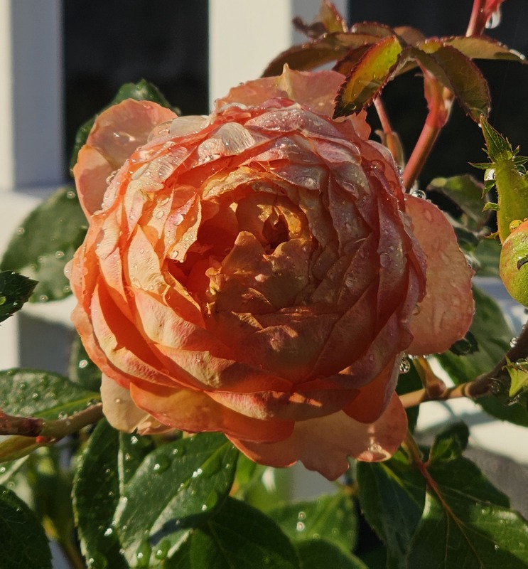 'Honey Caramel' rose, click to enlarge 'Honey Caramel' rose photo