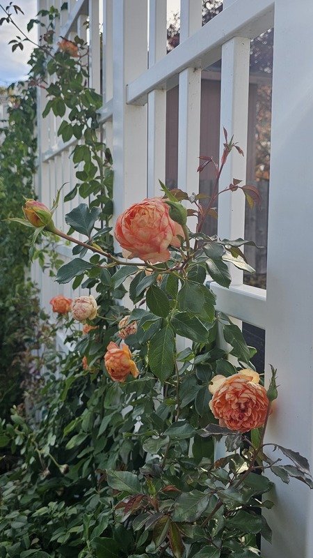 'Honey Caramel' rose photo