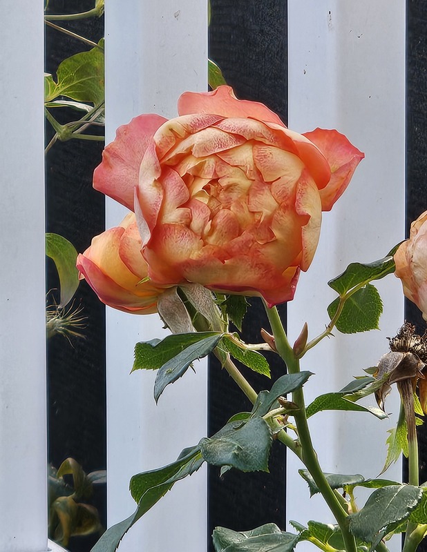 'Honey Caramel' rose photo