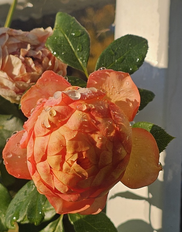'Honey Caramel' rose photo