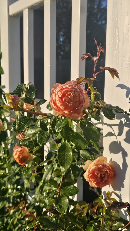 'Honey Caramel' rose, click to enlarge 'Honey Caramel' rose photo