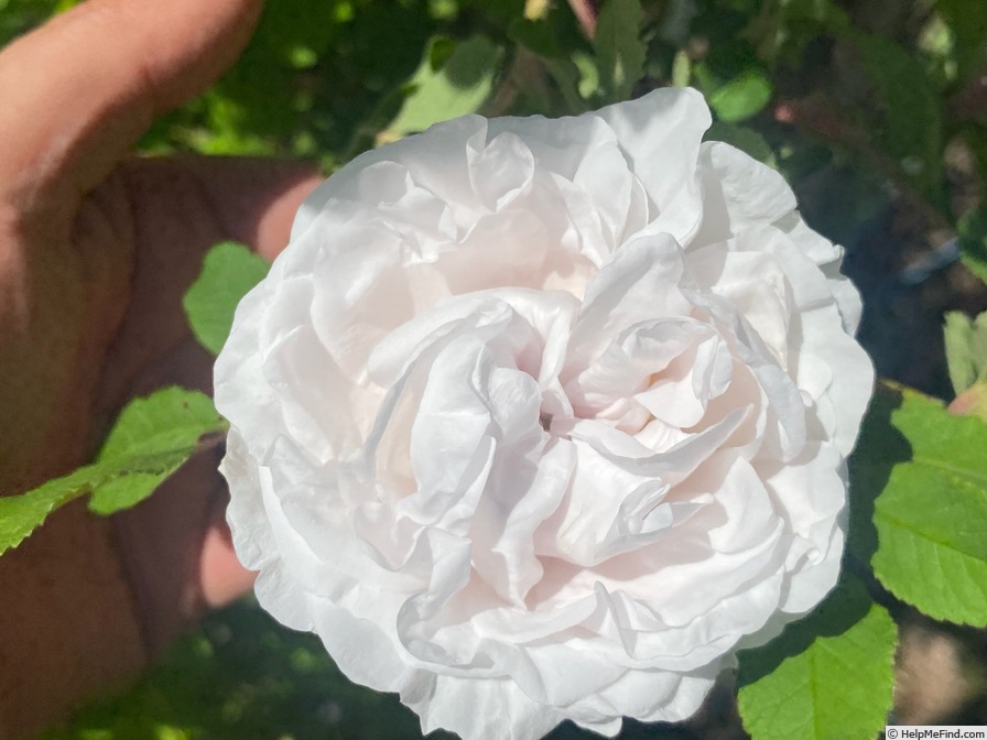 'Blush rugosa' rose, click to enlarge 'Blush rugosa' rose photo